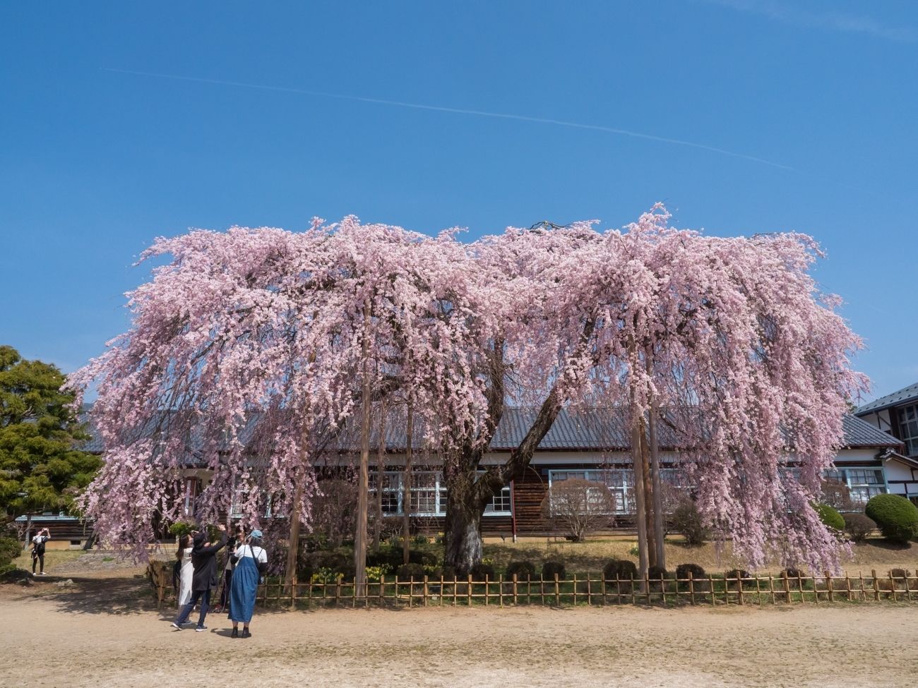 杵原学校の彼岸しだれ桜｜飯田市