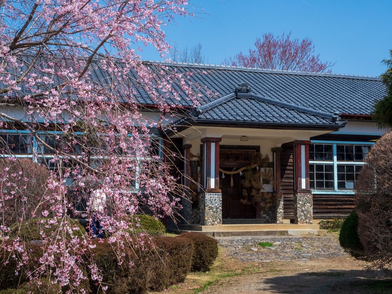 杵原学校の彼岸しだれ桜｜飯田市