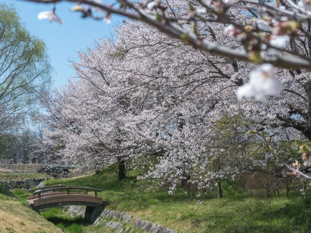 桜堤公園の桜並木｜豊丘村