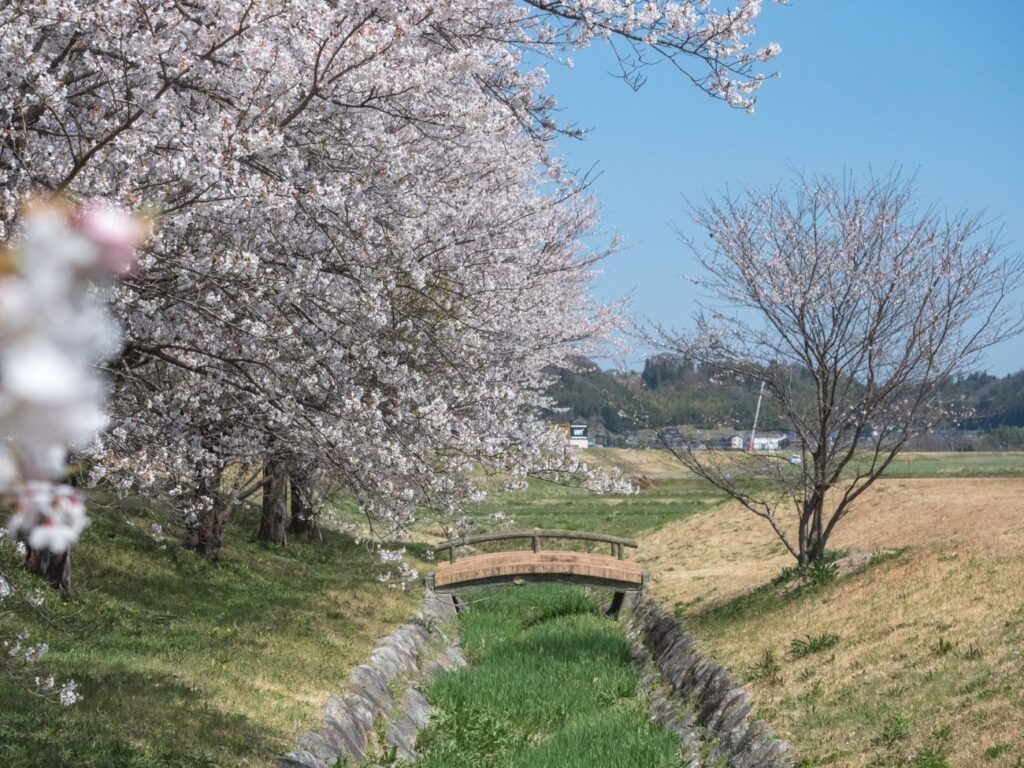 桜堤公園の桜並木｜豊丘村