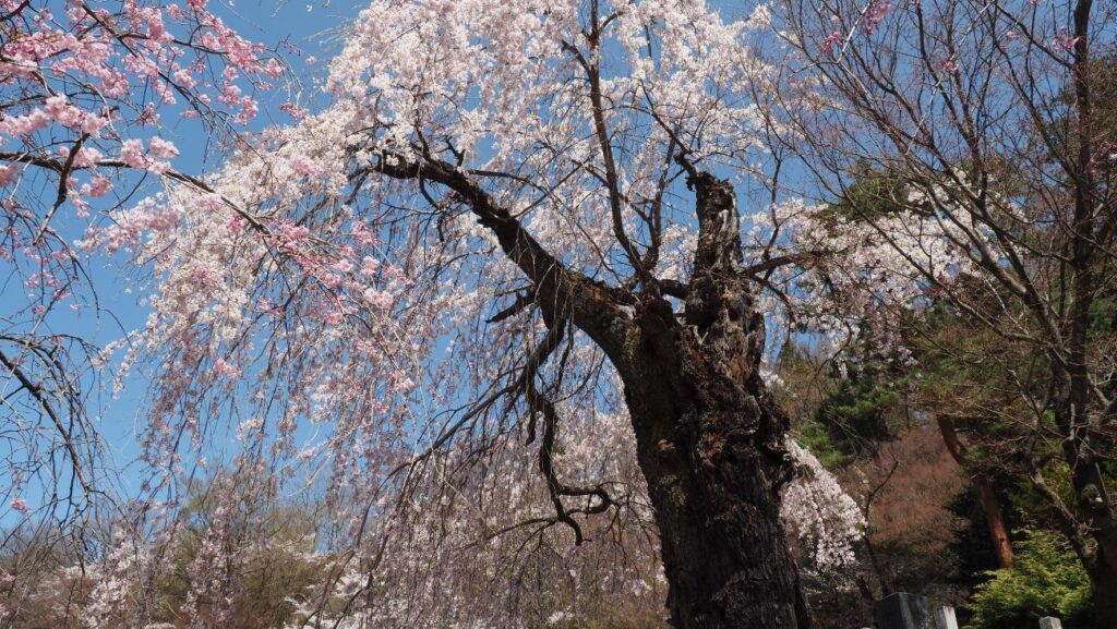 温泉寺の一本桜｜諏訪市