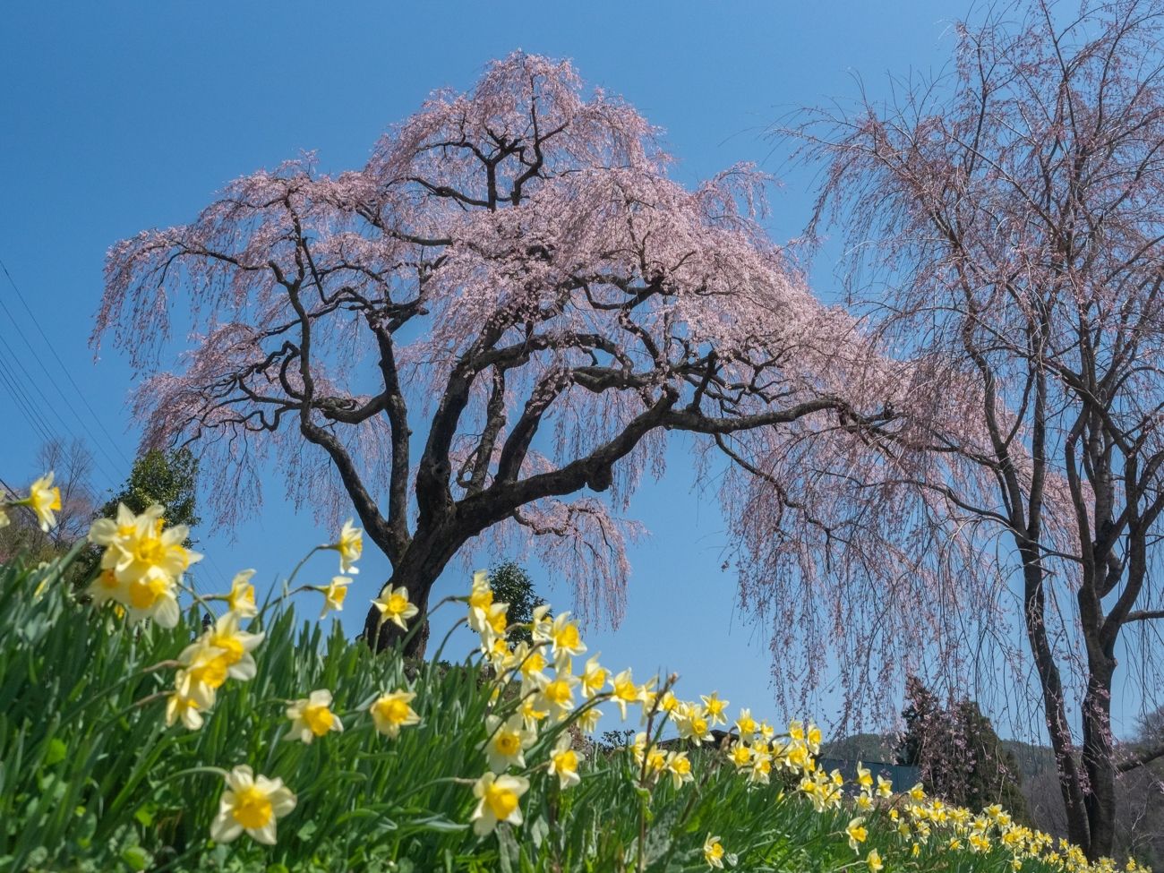 笹見平のしだれ桜｜豊丘村