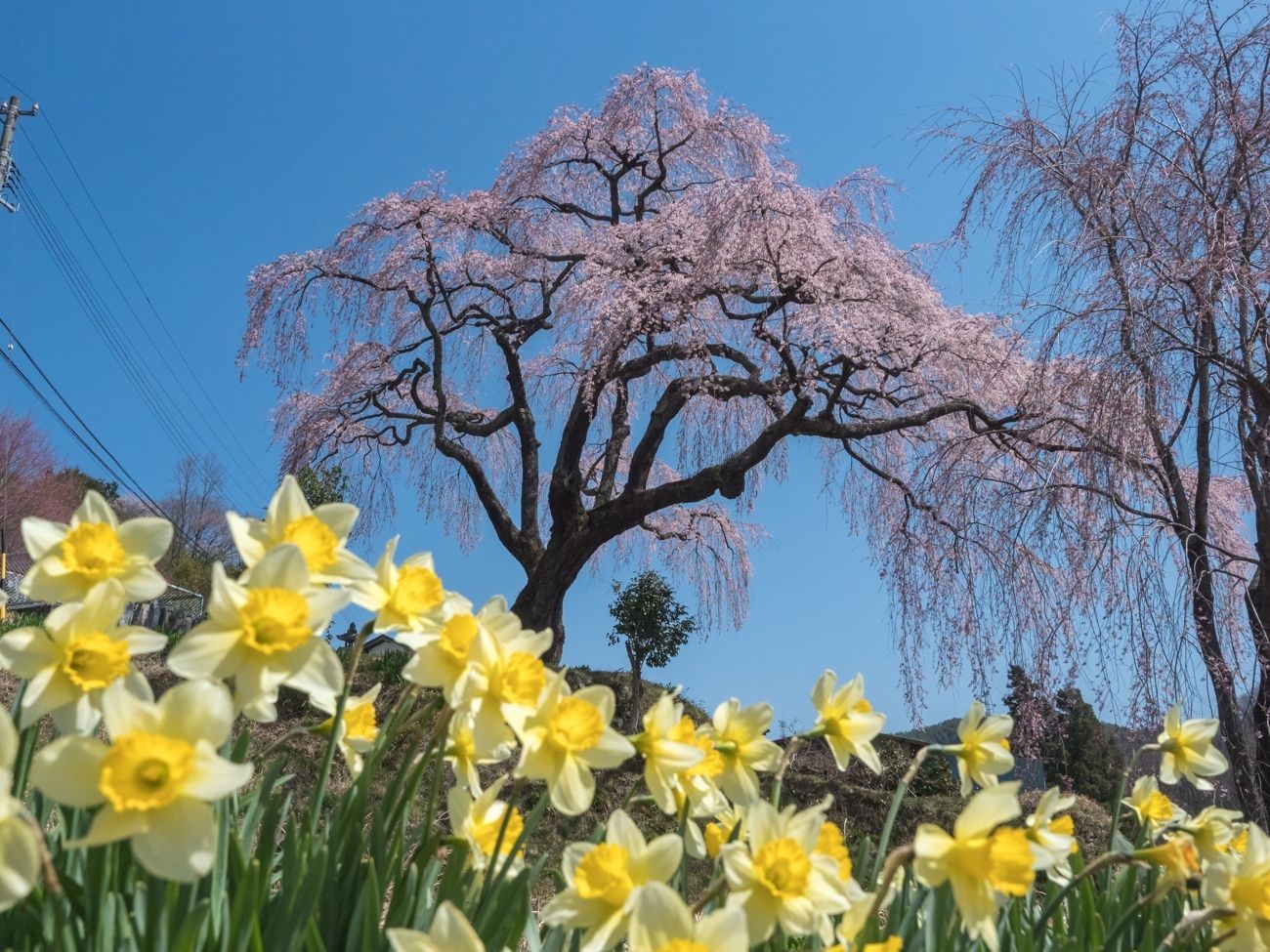 笹見平のしだれ桜｜豊丘村