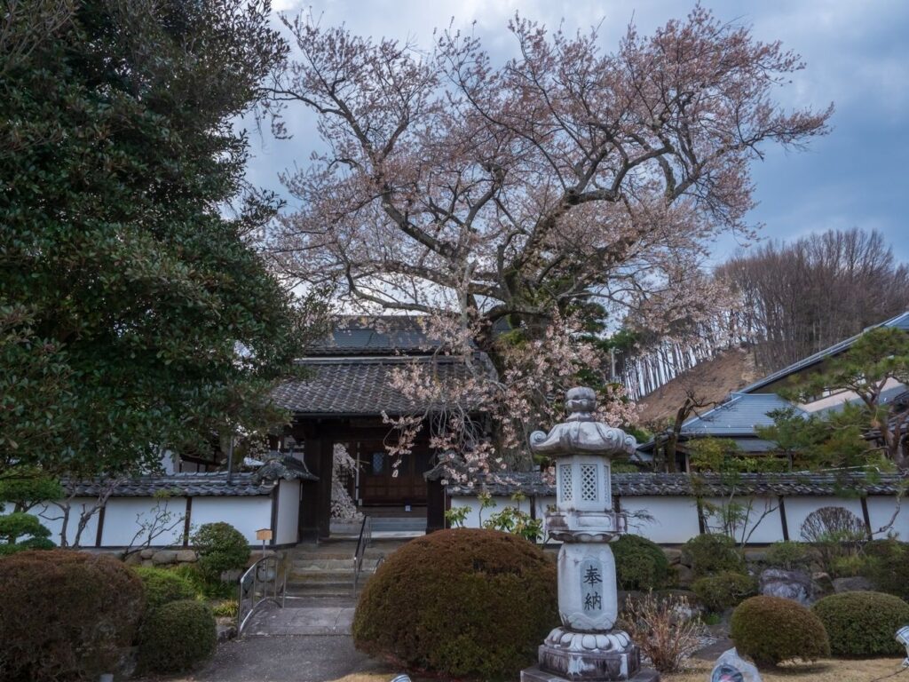 経蔵寺の江戸彼岸桜｜飯田市