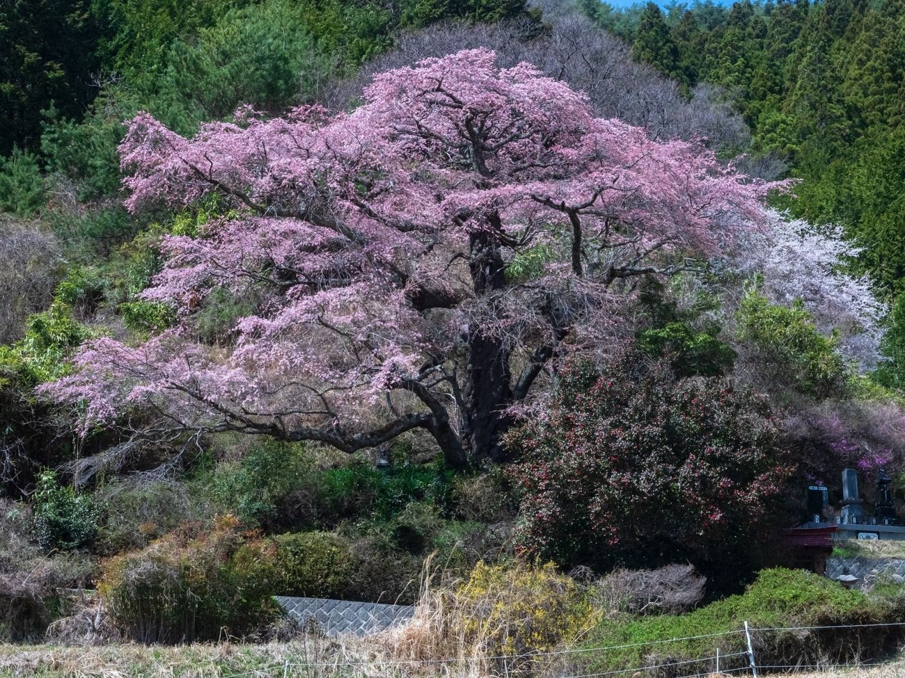 西丸尾の彼岸しだれ桜｜中川村