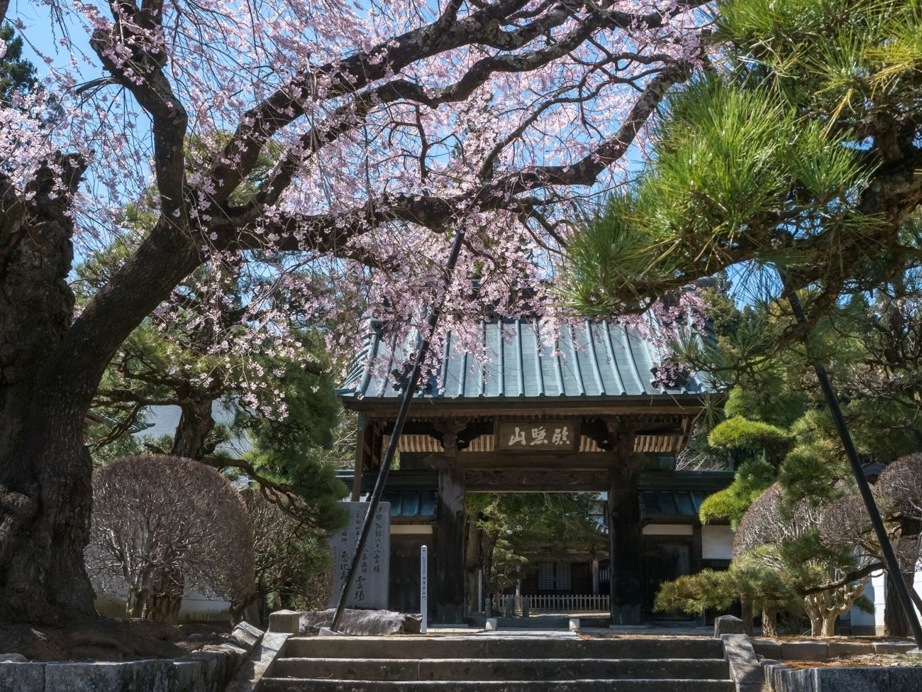 西岸寺の彼岸しだれ桜３｜飯島町