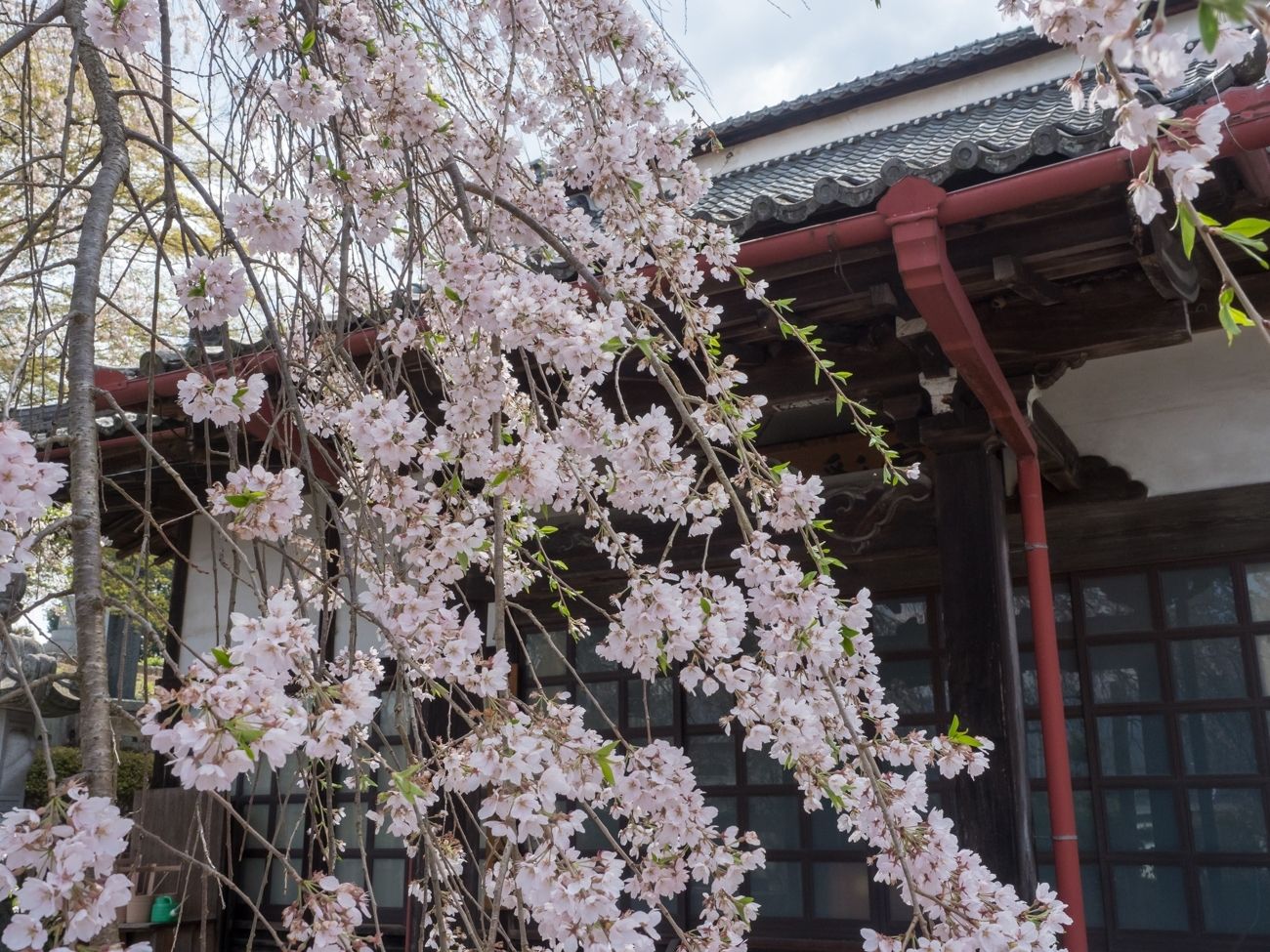 雲彩寺のしだれ桜｜飯田市