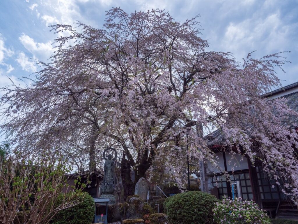 雲彩寺のしだれ桜｜飯田市