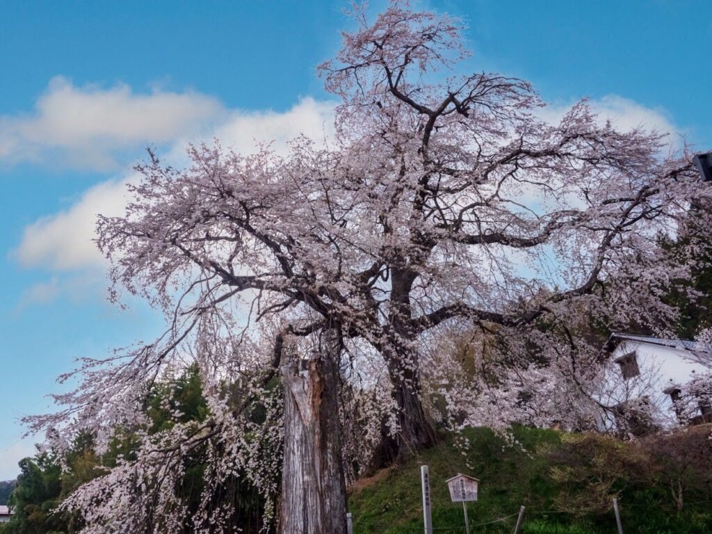 麻績の里石塚桜｜飯田市