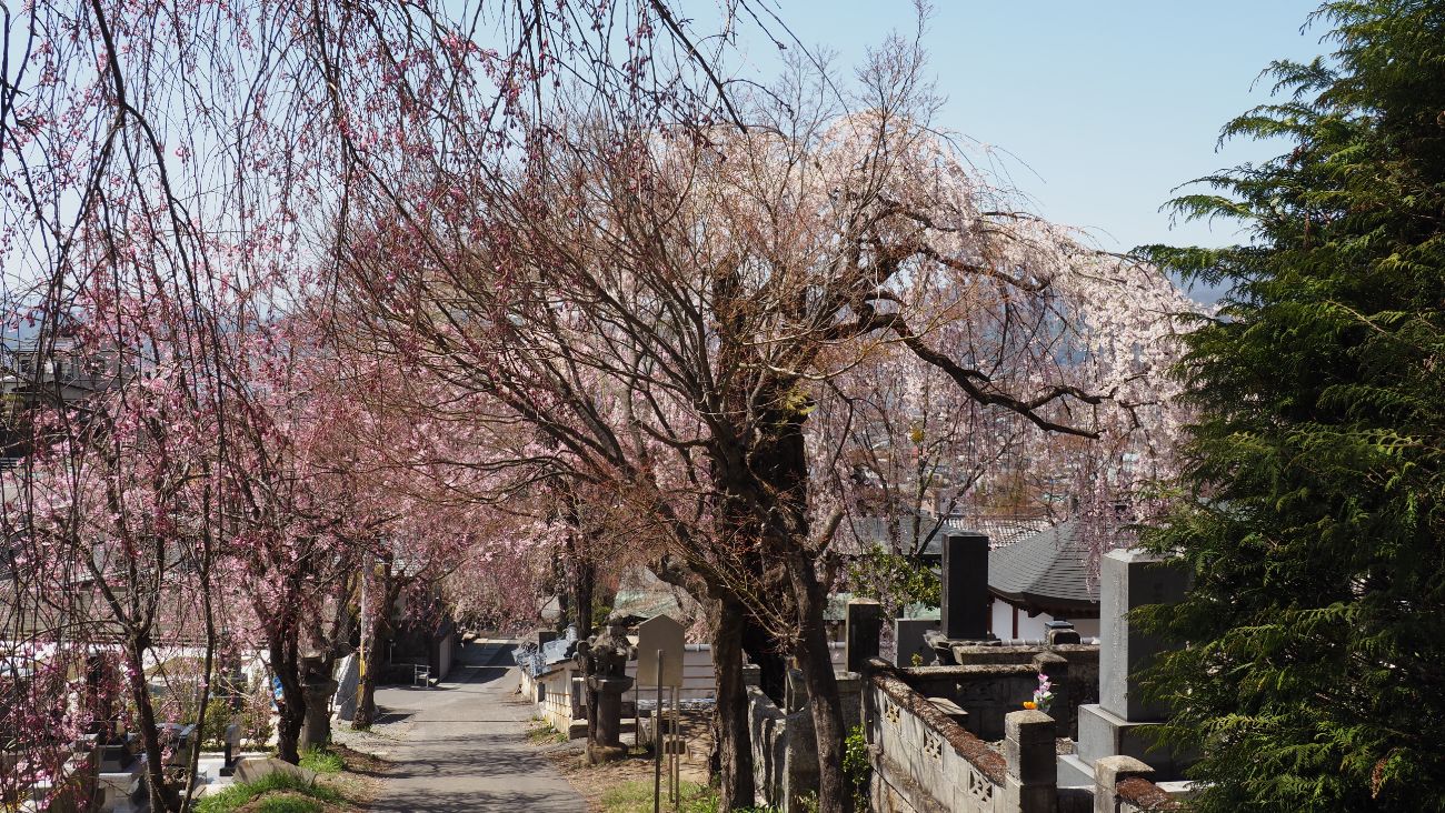 温泉寺の一本桜｜諏訪市