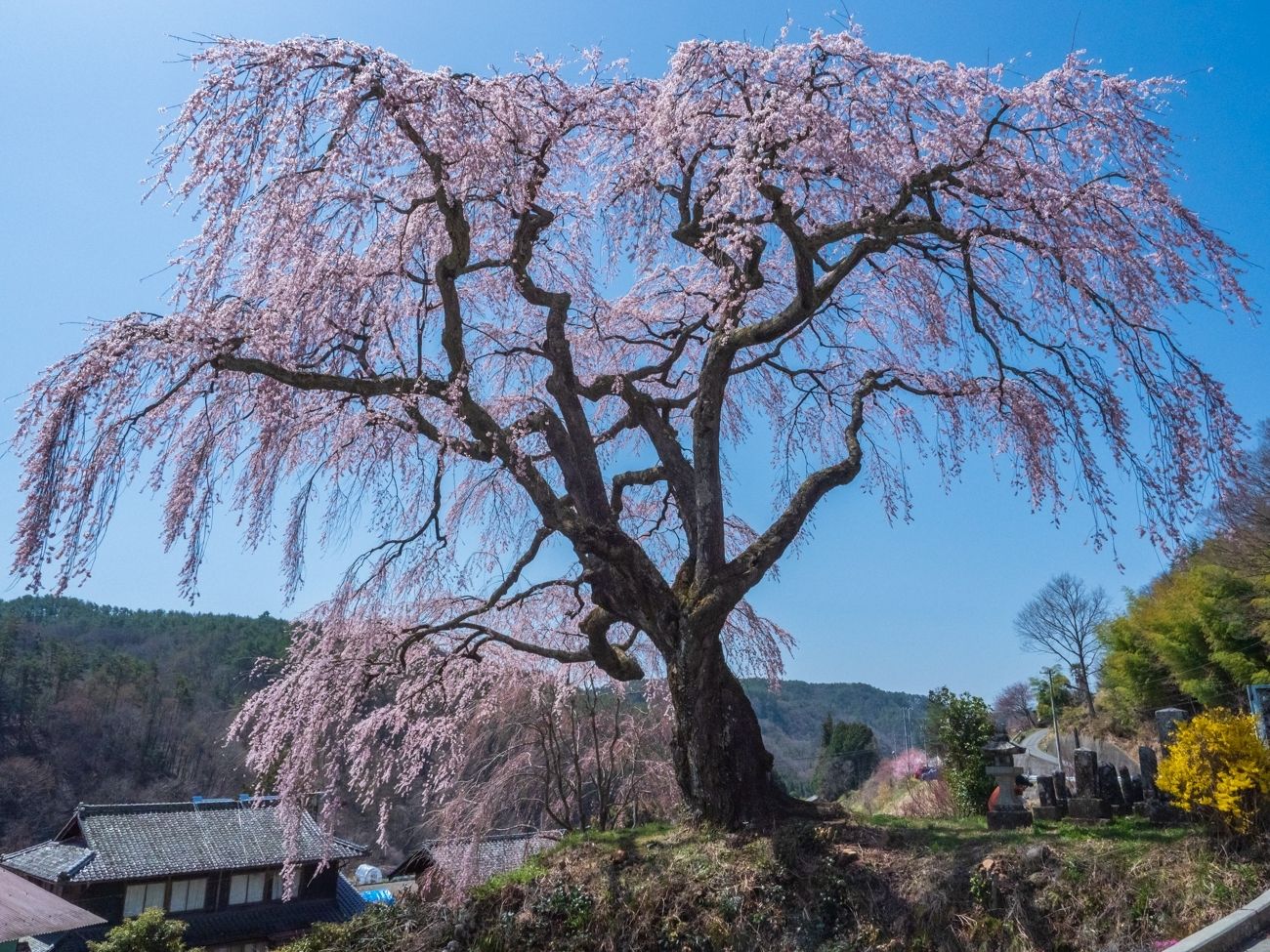 笹見平のしだれ桜4｜豊丘村