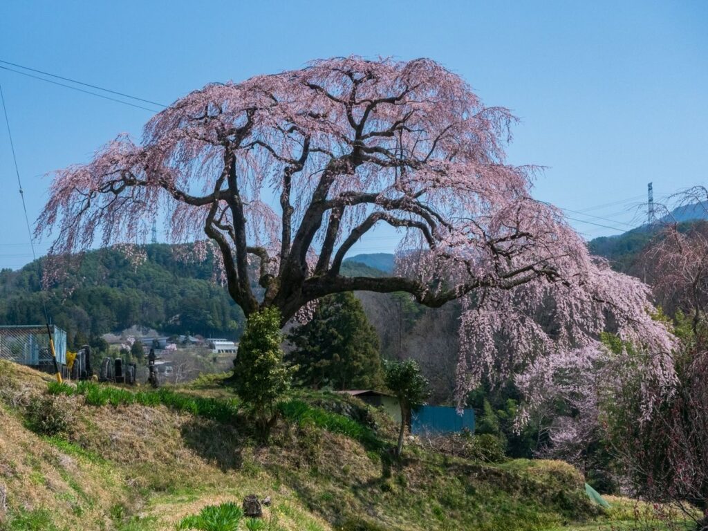 笹見平のしだれ桜｜豊丘村