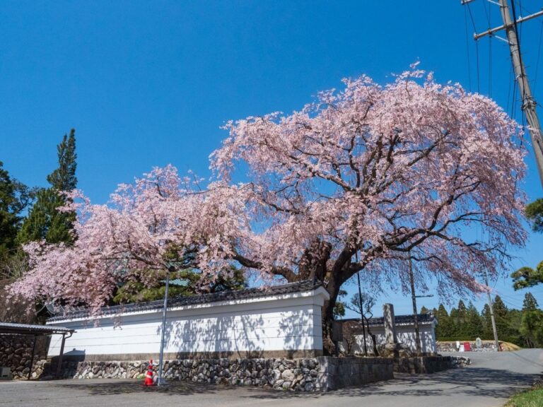 西岸寺の彼岸しだれ桜｜飯島町