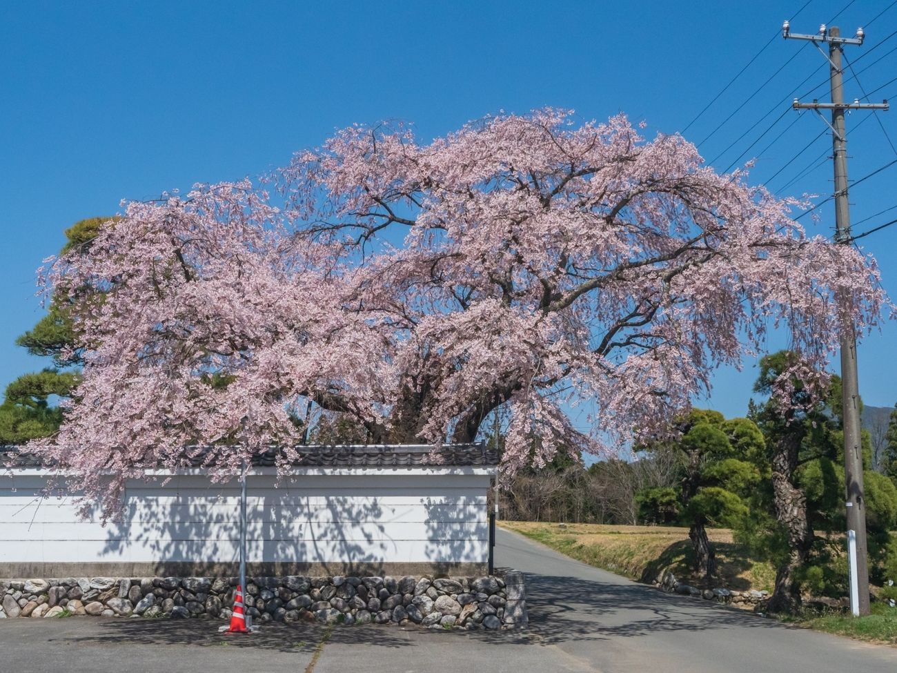 西岸寺の彼岸しだれ桜｜飯島町