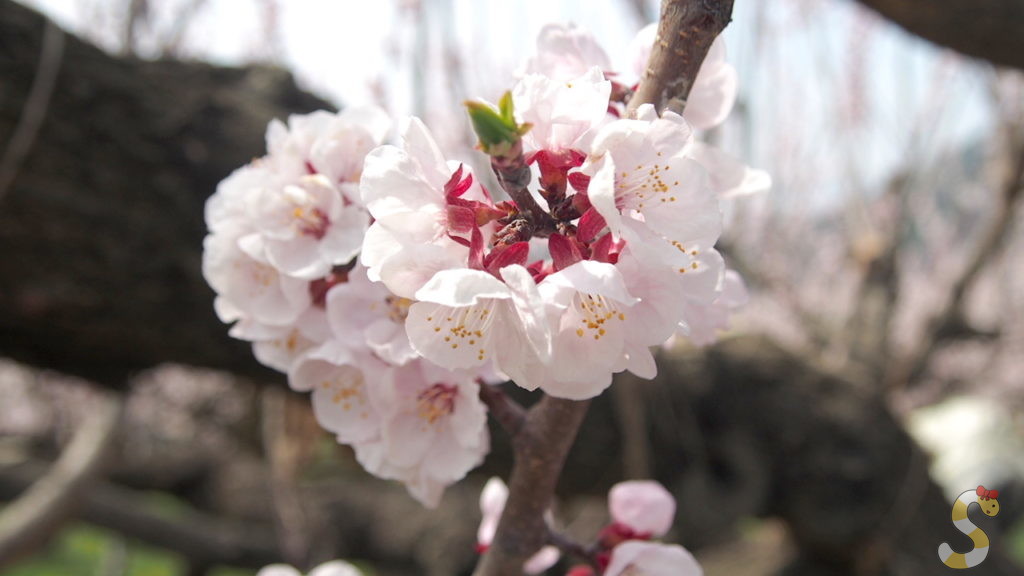 松代のあんずまつり｜長野市