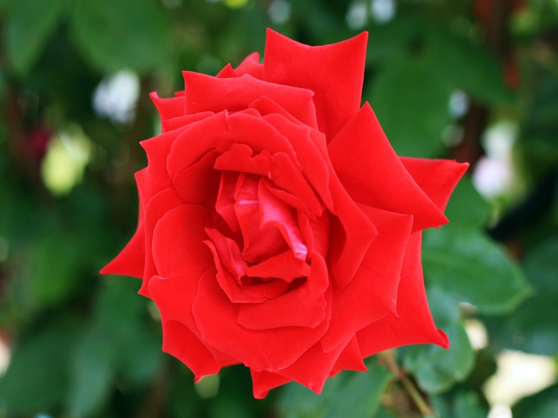 さかきばら祭り　赤いバラ