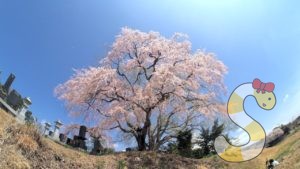 田端のしだれ桜 富士見町