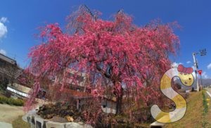 先達のしだれ桜 富士見町