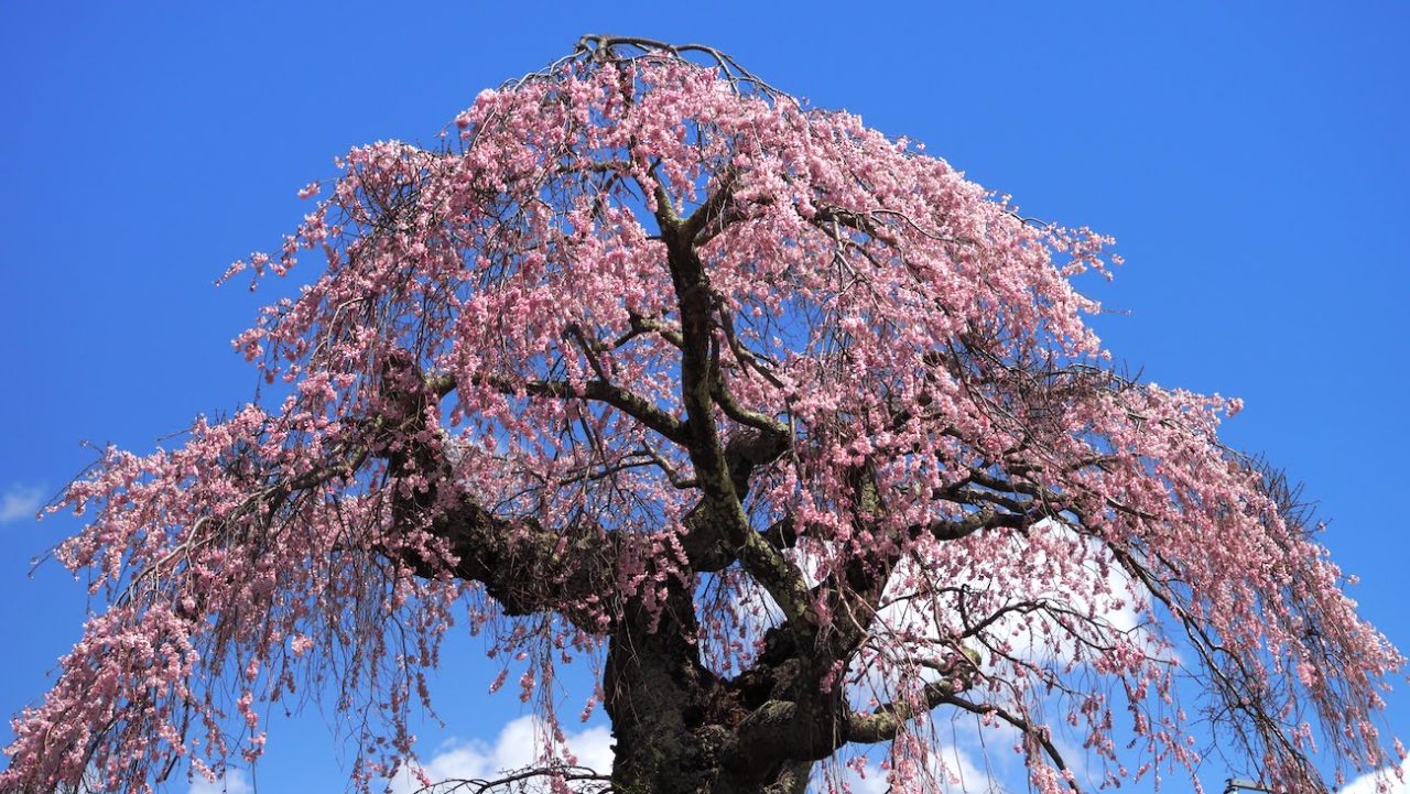 葛窪のしだれ桜　富士見町