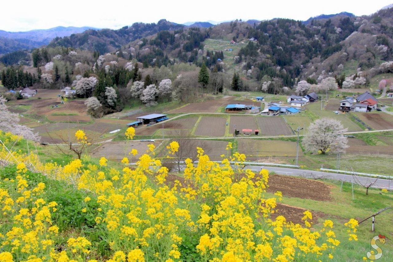 小川村・二反田の桜