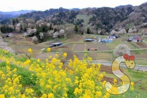小川村・二反田の桜