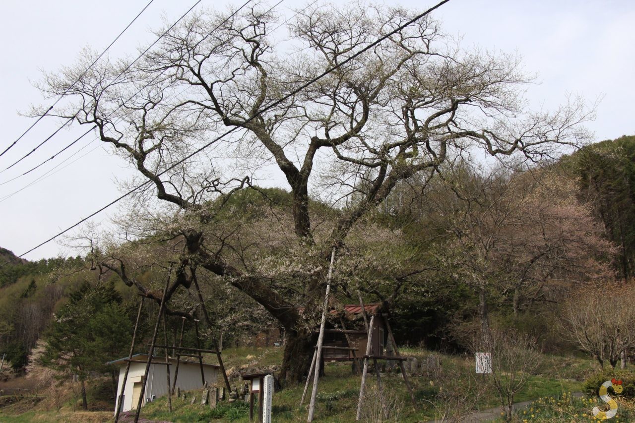 木祖村・菅のエドヒガンザクラ