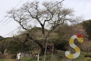 木祖村・菅のエドヒガンザクラ