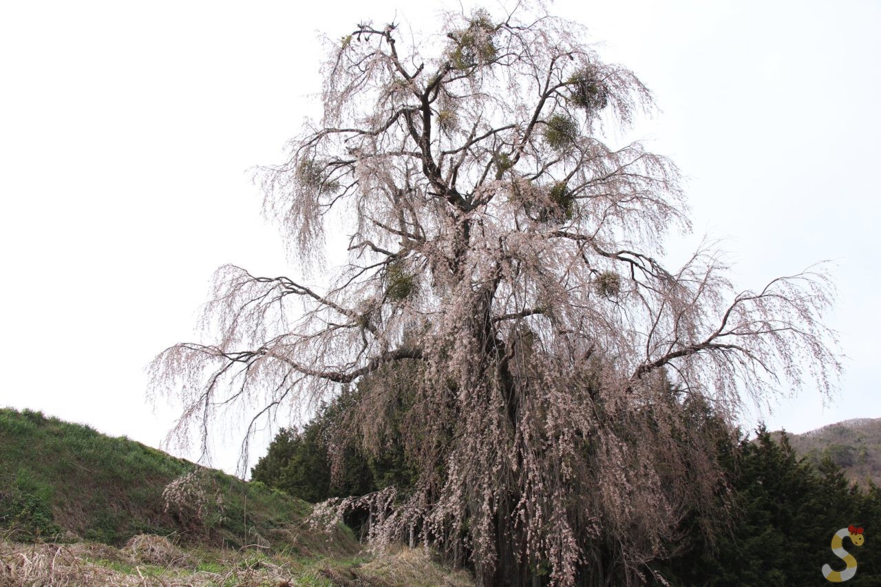木祖村・西山のしだれ桜