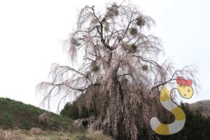 木祖村・西山のしだれ桜