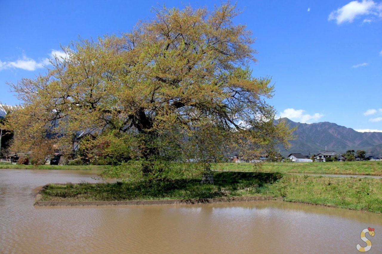 大町市・須沼の田打ち桜