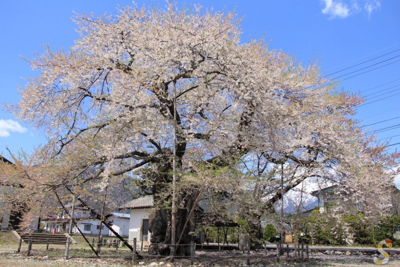大町市・高根町曽根田のエドヒガン桜