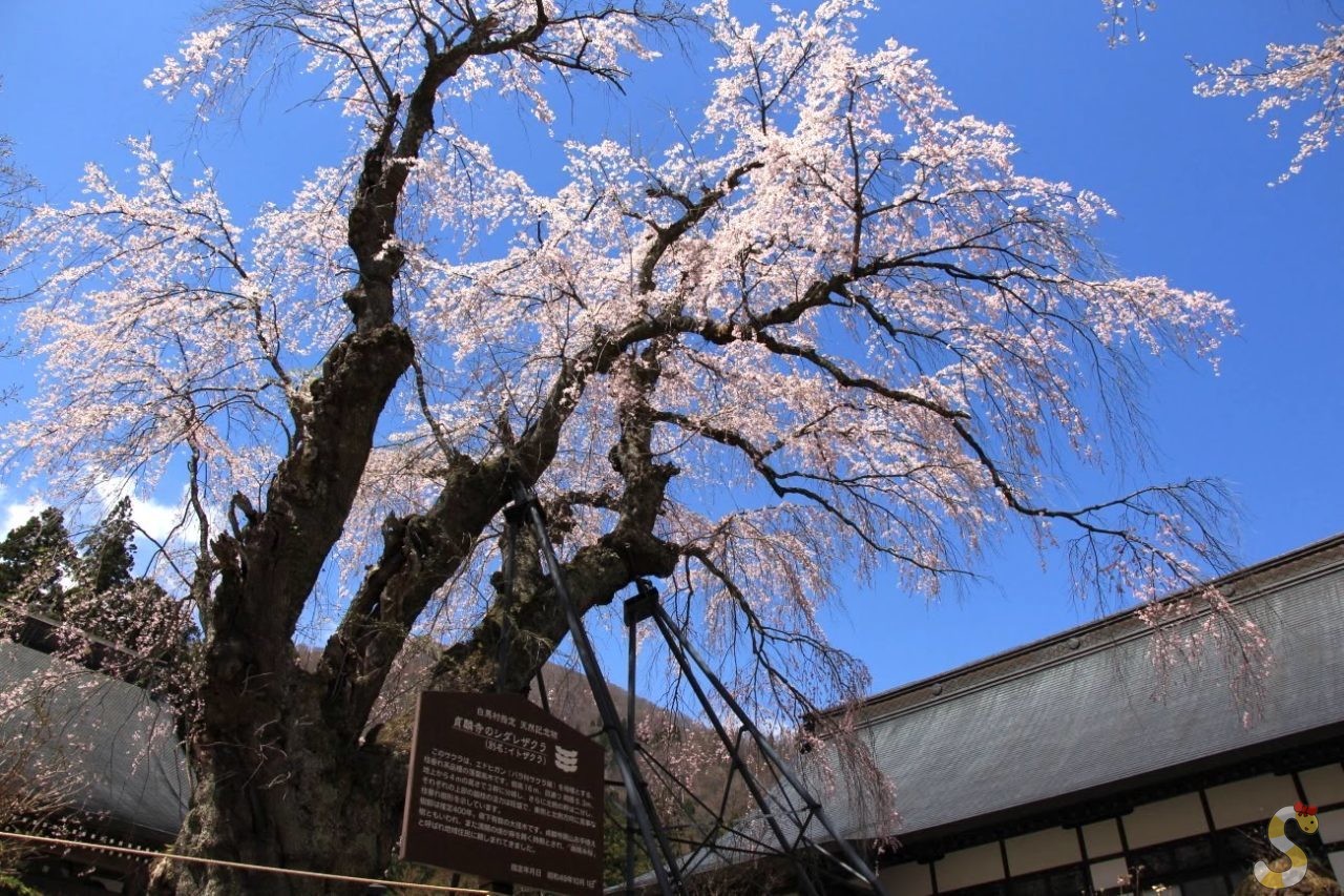 白馬村・貞麟寺の彼岸しだれ桜