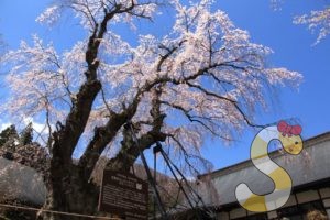 白馬村・貞麟寺の彼岸しだれ桜