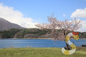 大町市・青木湖畔の大山桜