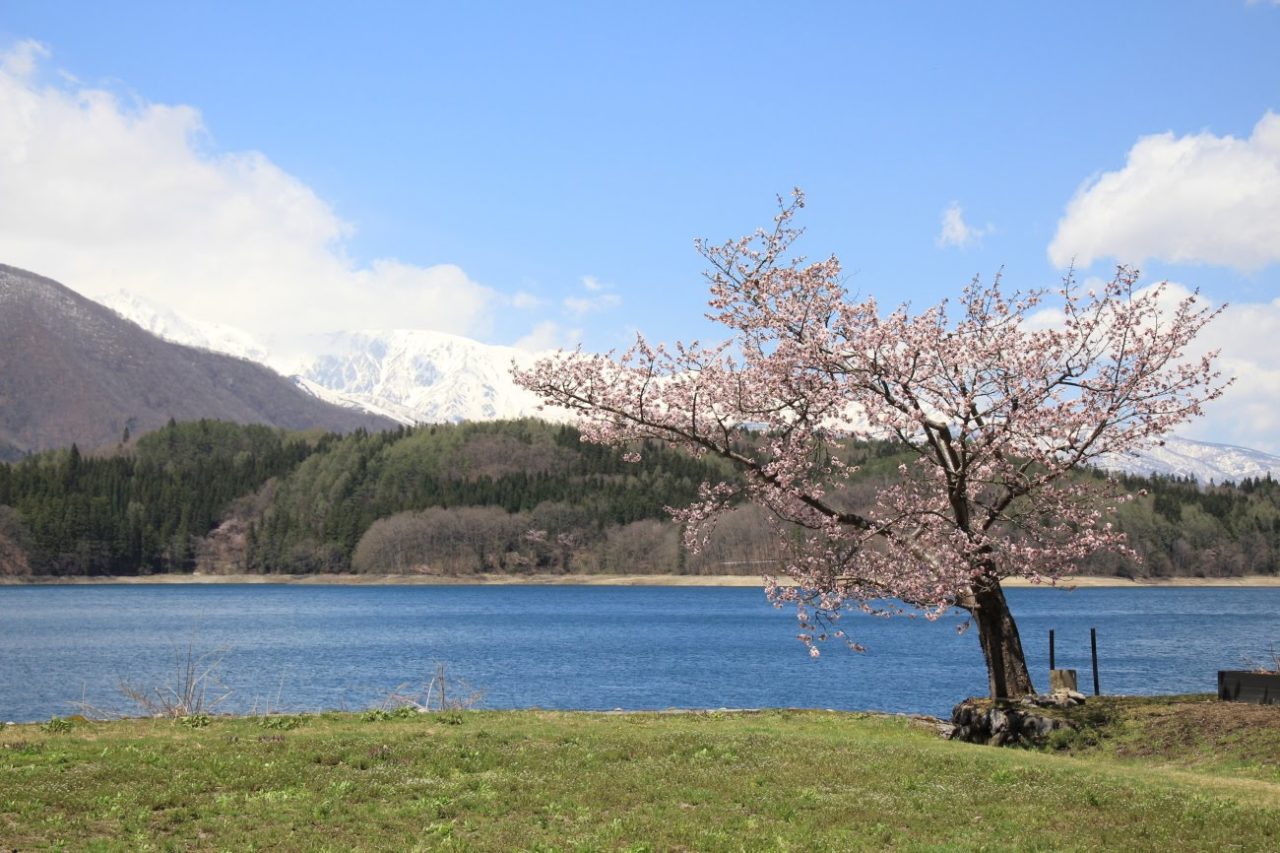 大町市・青木湖畔の大山桜