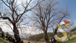 鼎談桜 富士見町