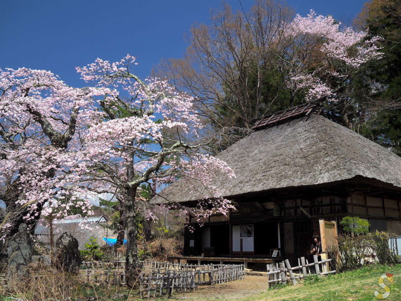 富士見町 高森観音堂の一本桜