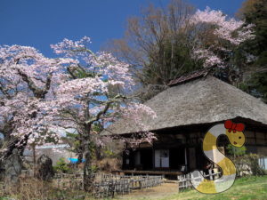 富士見町 高森観音堂の一本桜