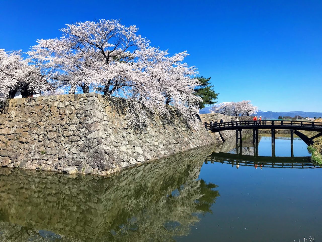 長野市松代城の桜