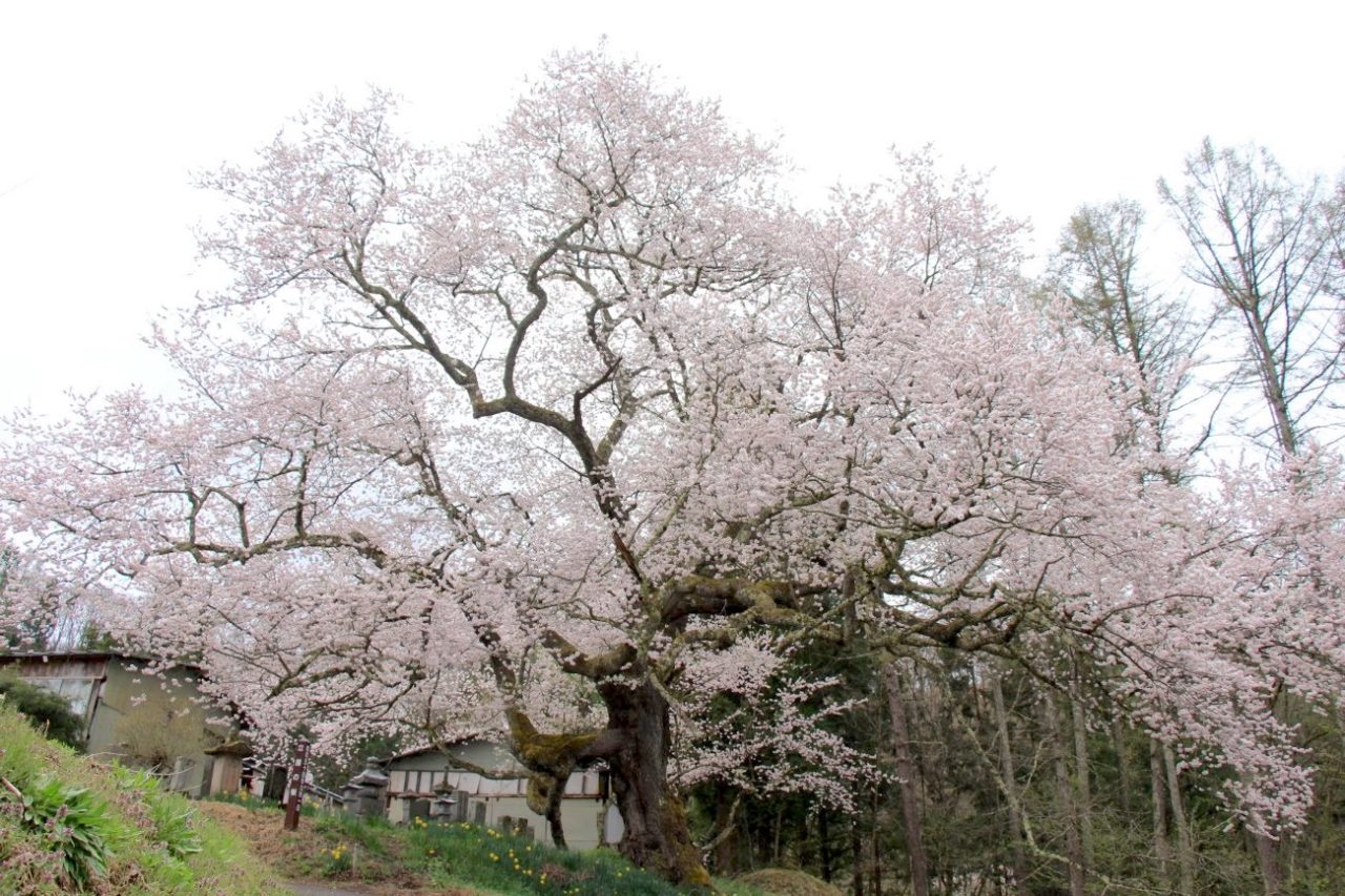 小川村「番所の桜」「立屋の桜」