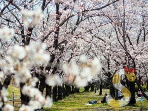 長野市川中島古戦場公園の桜