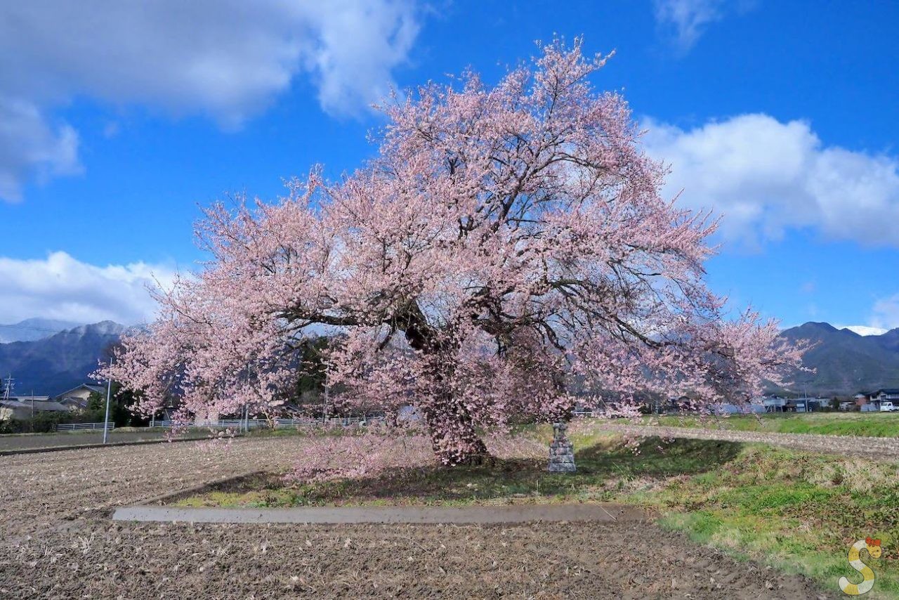 大町市須沼の田打ち桜