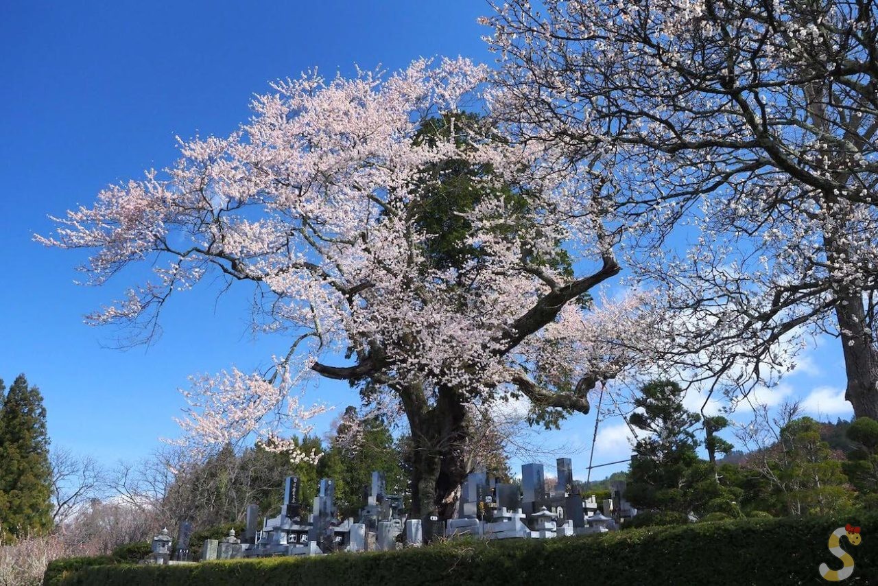 大町市の宮本のエドヒガン