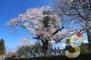 大町市の宮本のエドヒガン