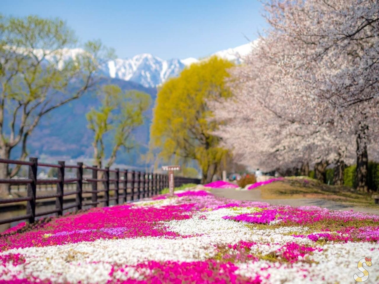 【安曇野】拾ヶ堰じてんしゃひろばの桜と芝桜の撮影スポットガイド