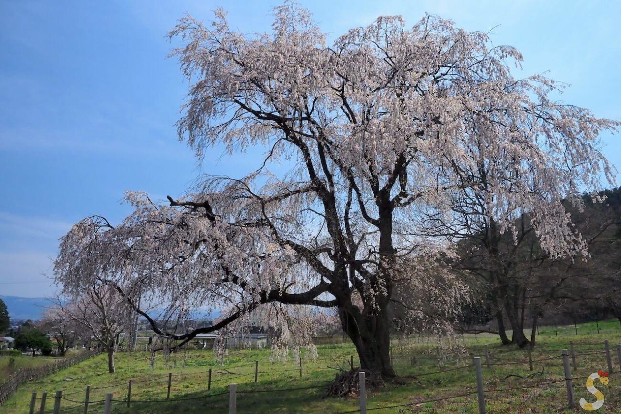 岩原の大しだれ桜