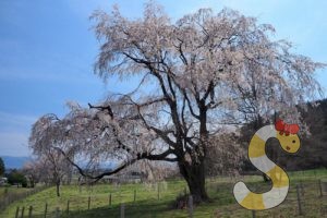 岩原の大しだれ桜