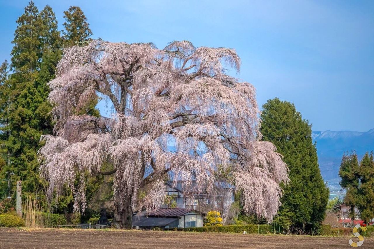 北小倉のしだれ桜
