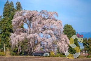 北小倉のしだれ桜