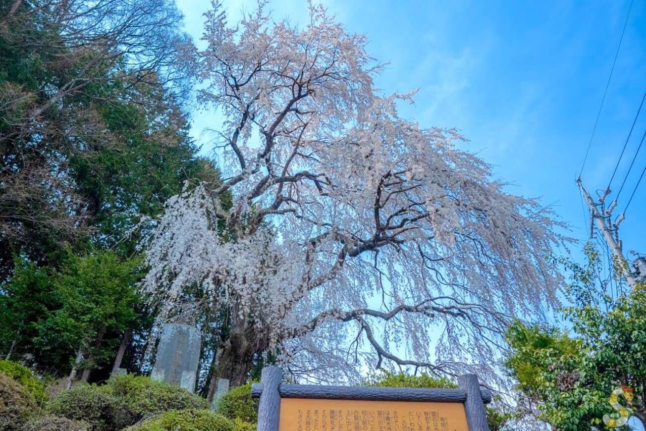 鼠石のしだれ桜